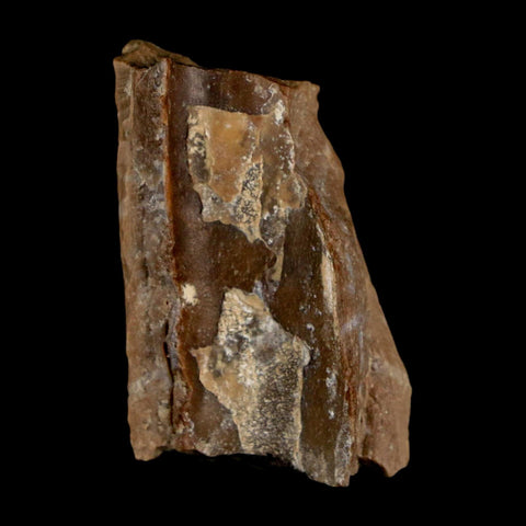 1.1" Tyrannosaurus Rex Fossil Bone Dinosaur Lance Creek Formation Wyoming COA