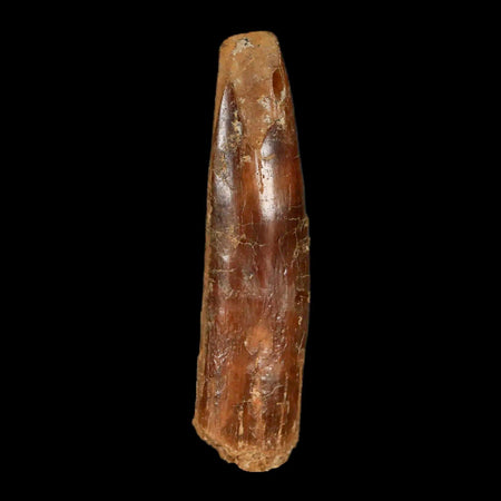 2" Rebbachisaurus Sauropod Fossil Tooth Early Cretaceous Dinosaur COA, Display