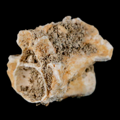 0.8" Palaeophis Magrebianus Sea Snake Vertebra Bone Upper Paleocene Morocco - Fossil Age Minerals