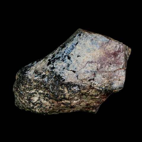 3.4" Allosaurus Fossil Limb Bone Morrison FM Colorado Jurassic Dinosaur COA Stand