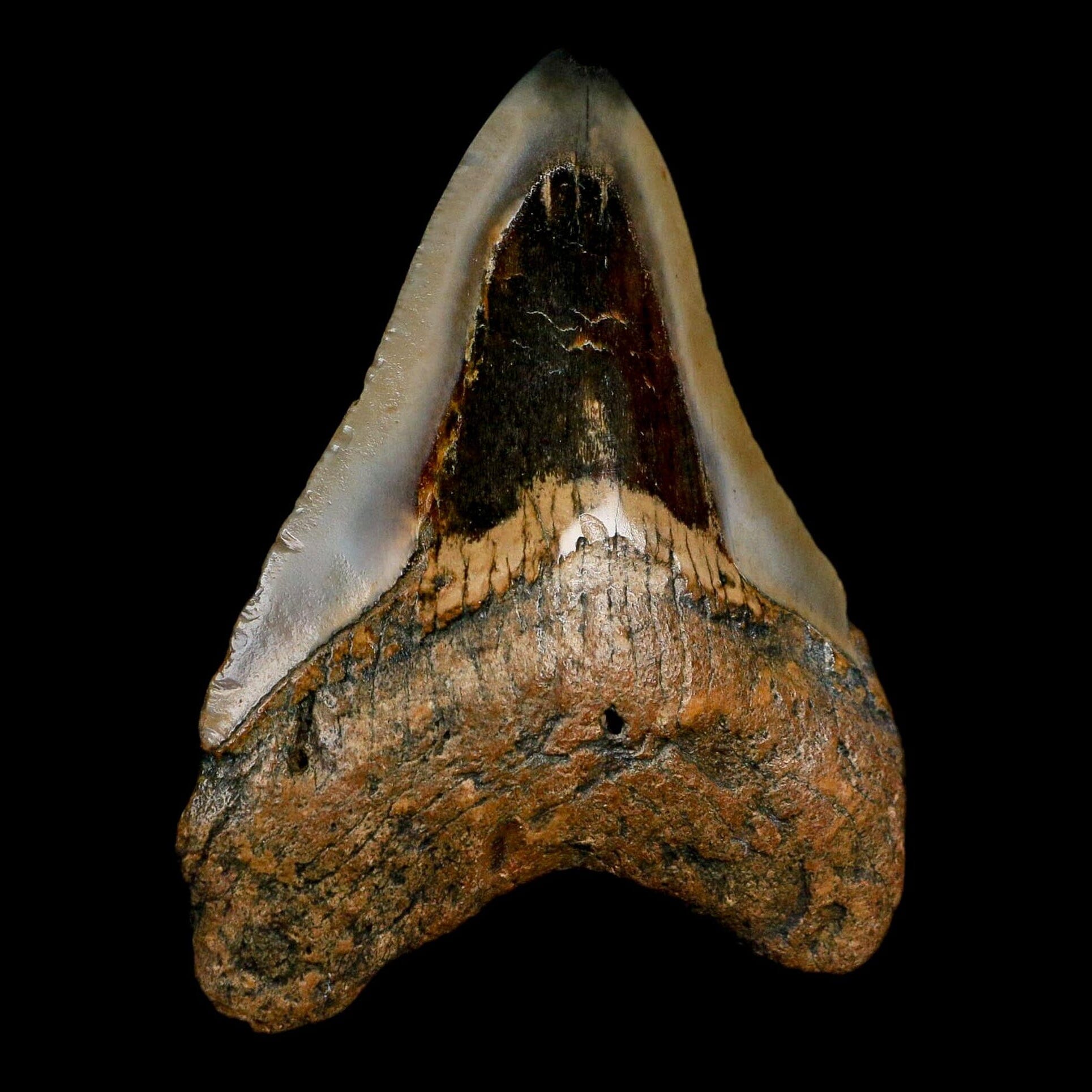 3.6" Quality Megalodon Shark Tooth Fossil Natural Miocene Age COA