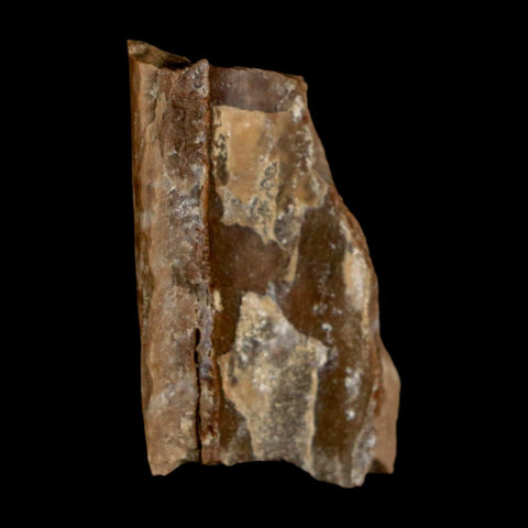 1.1" Tyrannosaurus Rex Fossil Bone Dinosaur Lance Creek Formation Wyoming COA