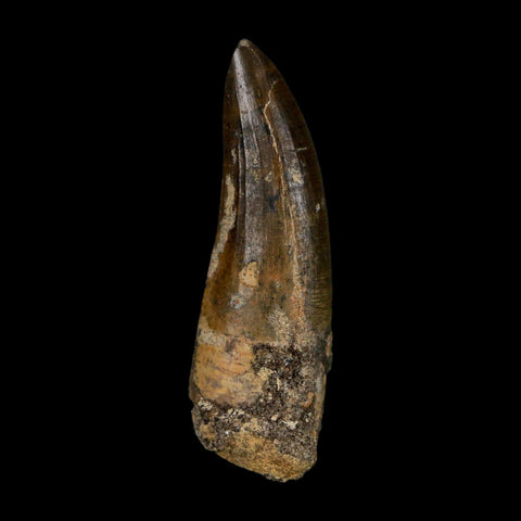 2.2" Suchomimus Fossil Tooth Cretaceous Spinosaurid Dinosaur Elraz FM Niger COA