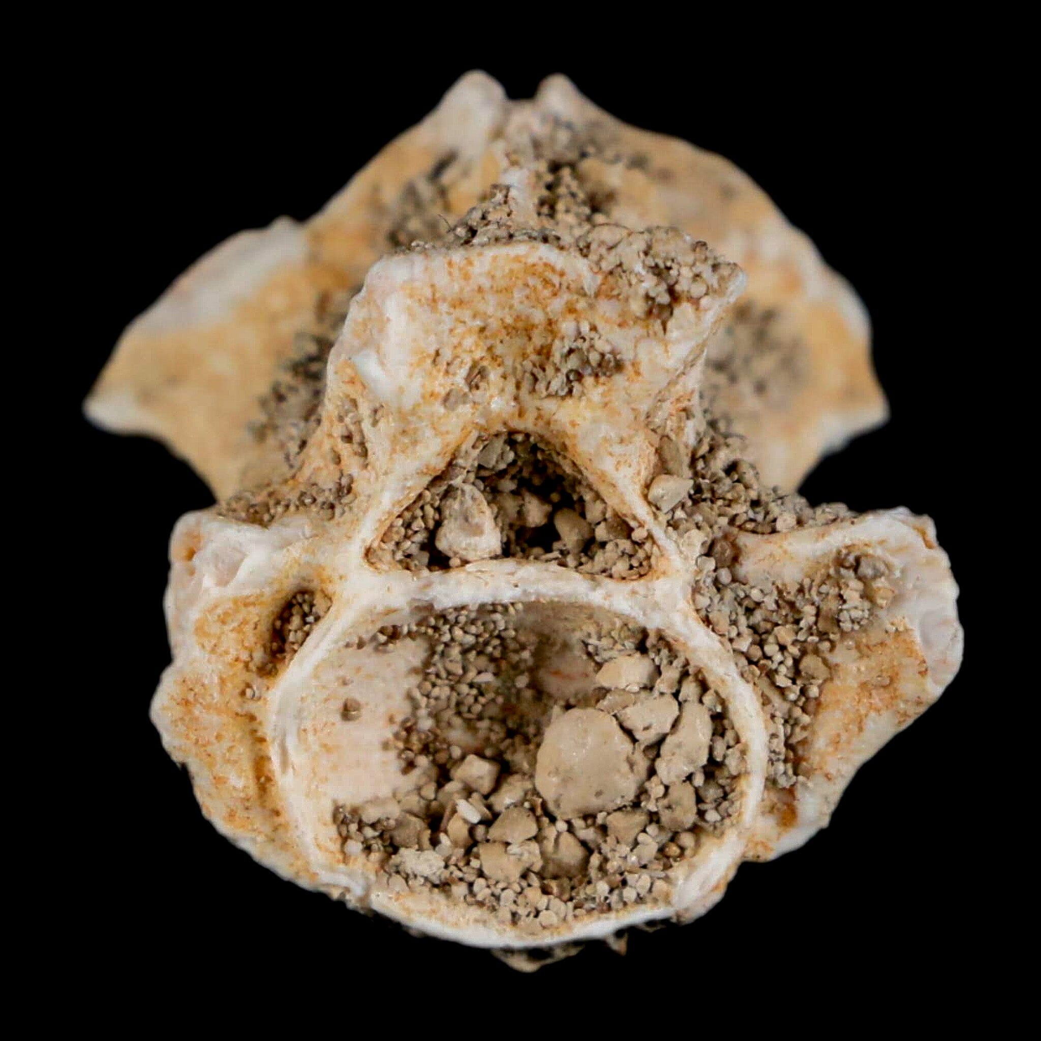0.8" Palaeophis Magrebianus Sea Snake Vertebra Bone Upper Paleocene Morocco - Fossil Age Minerals