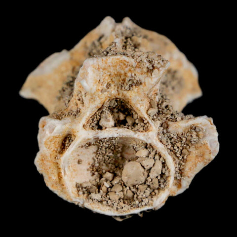 0.8" Palaeophis Magrebianus Sea Snake Vertebra Bone Upper Paleocene Morocco - Fossil Age Minerals