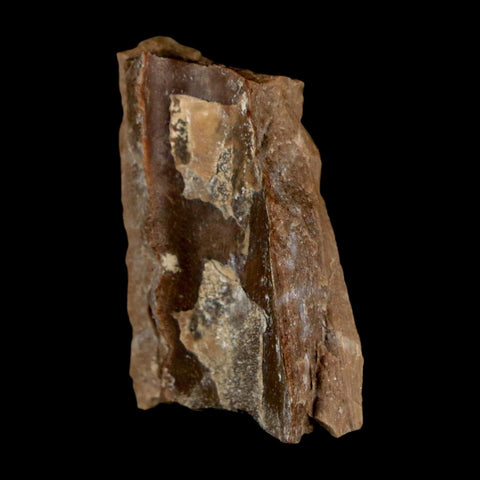 1.1" Tyrannosaurus Rex Fossil Bone Dinosaur Lance Creek Formation Wyoming COA