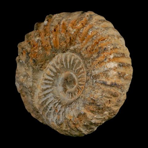 3.7" Acanthoceras Ammonite Fossil Agadir Morocco 360 Million Year Old COA