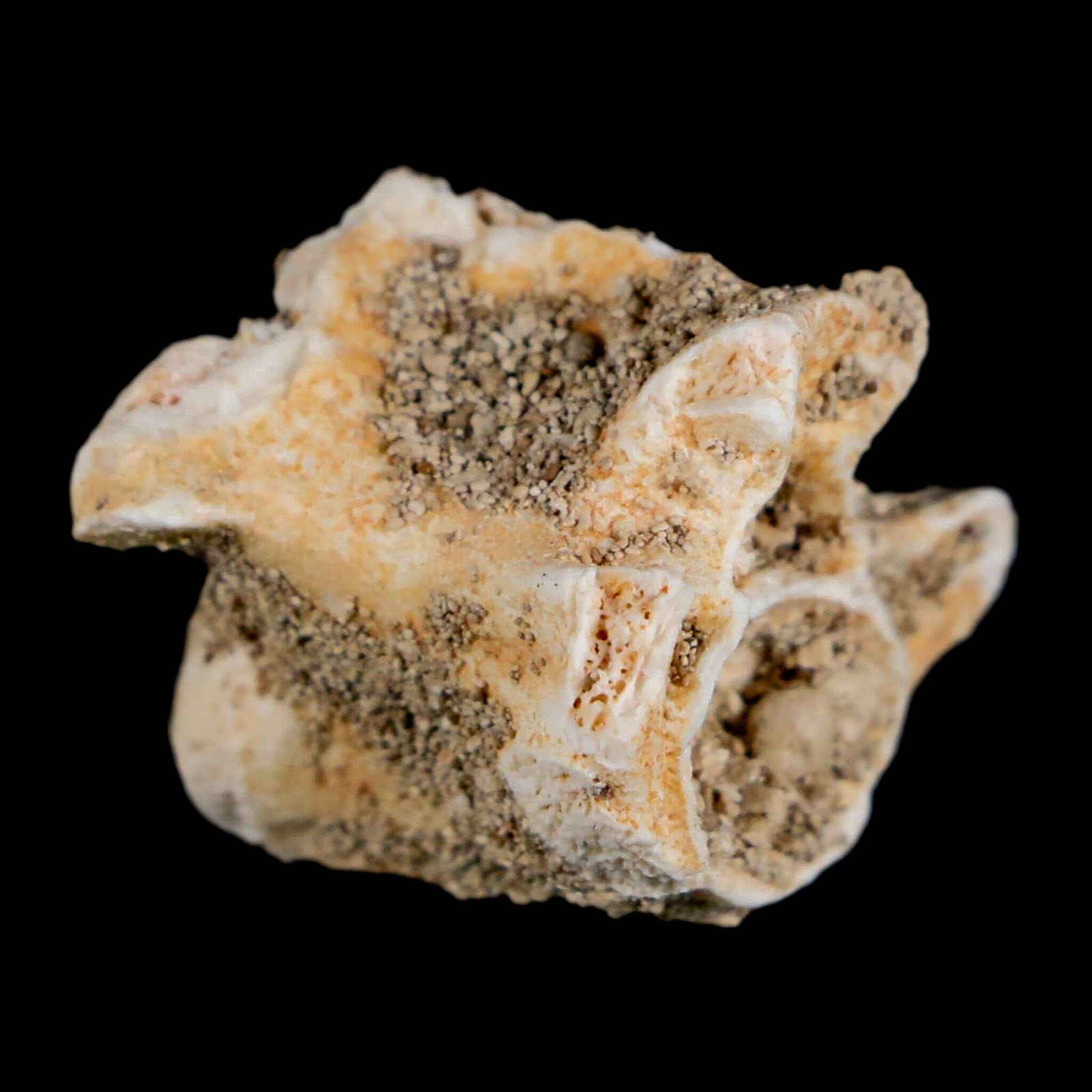 0.8" Palaeophis Magrebianus Sea Snake Vertebra Bone Upper Paleocene Morocco - Fossil Age Minerals