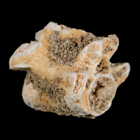 0.8" Palaeophis Magrebianus Sea Snake Vertebra Bone Upper Paleocene Morocco - Fossil Age Minerals