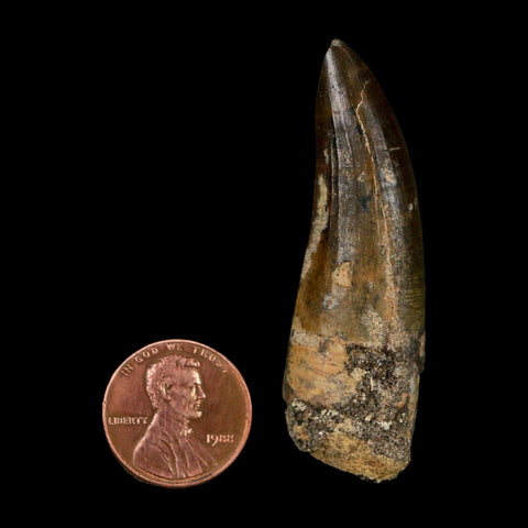 2.2" Suchomimus Fossil Tooth Cretaceous Spinosaurid Dinosaur Elraz FM Niger COA