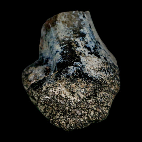 3.4" Allosaurus Fossil Limb Bone Morrison FM Colorado Jurassic Dinosaur COA Stand