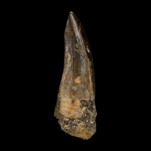 2.2" Suchomimus Fossil Tooth Cretaceous Spinosaurid Dinosaur Elraz FM Niger COA