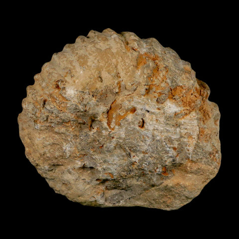 3.7" Acanthoceras Ammonite Fossil Agadir Morocco 360 Million Year Old COA