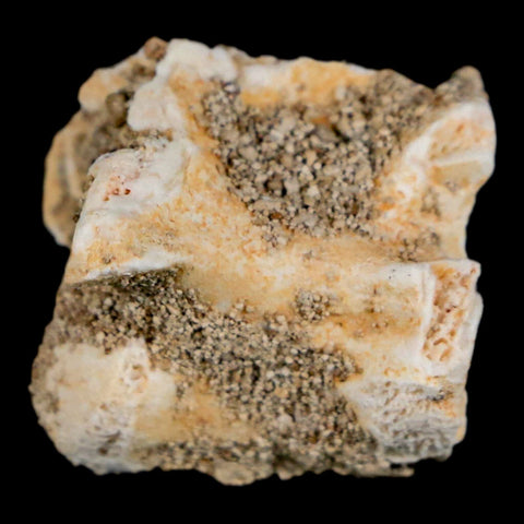 0.8" Palaeophis Magrebianus Sea Snake Vertebra Bone Upper Paleocene Morocco - Fossil Age Minerals