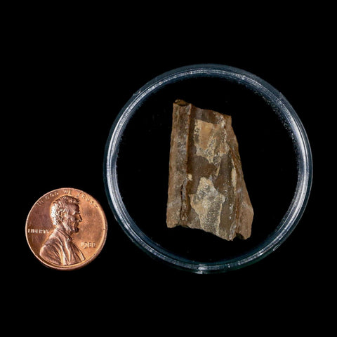 1.1" Tyrannosaurus Rex Fossil Bone Dinosaur Lance Creek Formation Wyoming COA