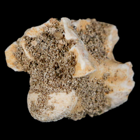 0.8" Palaeophis Magrebianus Sea Snake Vertebra Bone Upper Paleocene Morocco - Fossil Age Minerals