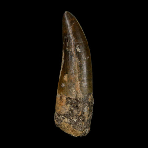 2.2" Suchomimus Fossil Tooth Cretaceous Spinosaurid Dinosaur Elraz FM Niger COA