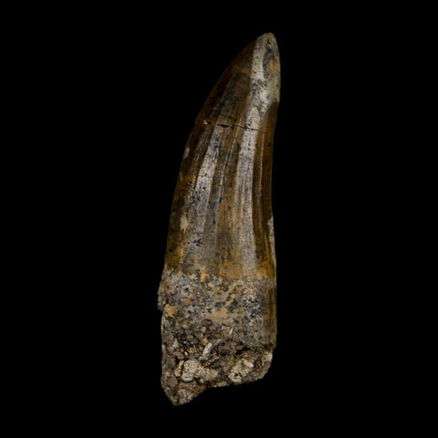 2.2" Suchomimus Fossil Tooth Cretaceous Spinosaurid Dinosaur Elraz FM Niger COA