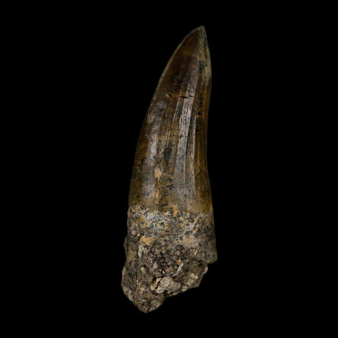 2.2" Suchomimus Fossil Tooth Cretaceous Spinosaurid Dinosaur Elraz FM Niger COA
