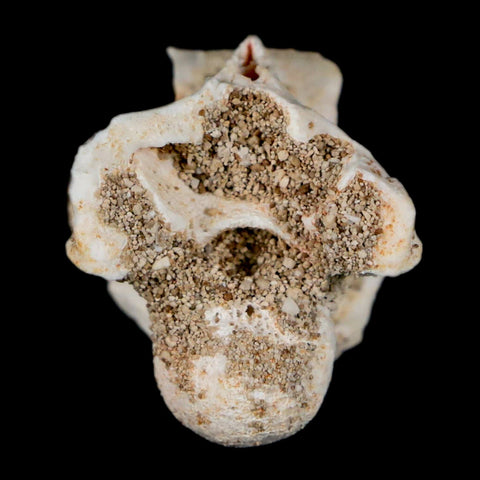 0.9" Palaeophis Magrebianus Sea Snake Vertebra Bone Upper Paleocene Morocco - Fossil Age Minerals