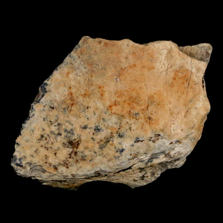 1.4" Tyrannosaurus Rex Fossil Bone Dinosaur Lance Creek Formation Wyoming COA