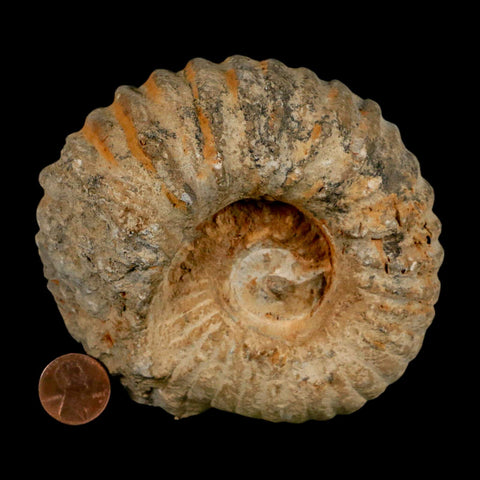 4.2" Acanthoceras Ammonite Fossil Agadir Morocco 360 Million Year Old COA