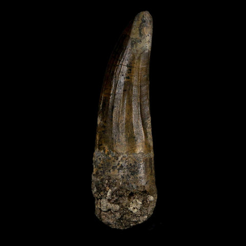 2.2" Suchomimus Fossil Tooth Cretaceous Spinosaurid Dinosaur Elraz FM Niger COA