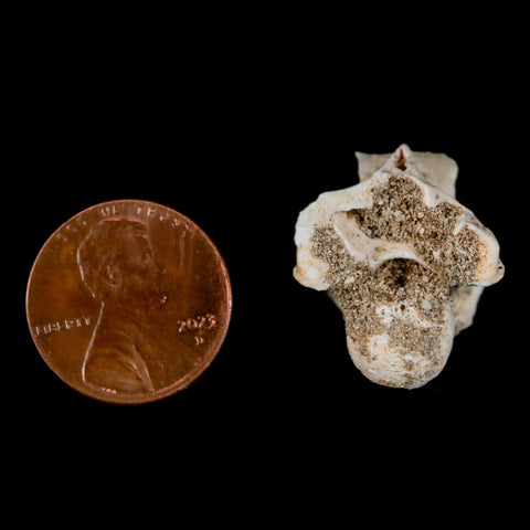 0.9" Palaeophis Magrebianus Sea Snake Vertebra Bone Upper Paleocene Morocco - Fossil Age Minerals