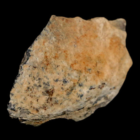 1.4" Tyrannosaurus Rex Fossil Bone Dinosaur Lance Creek Formation Wyoming COA