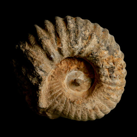 4.2" Acanthoceras Ammonite Fossil Agadir Morocco 360 Million Year Old COA