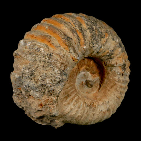 4.2" Acanthoceras Ammonite Fossil Agadir Morocco 360 Million Year Old COA