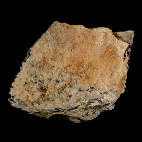 1.4" Tyrannosaurus Rex Fossil Bone Dinosaur Lance Creek Formation Wyoming COA