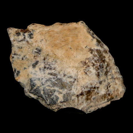 1.4" Tyrannosaurus Rex Fossil Bone Dinosaur Lance Creek Formation Wyoming COA