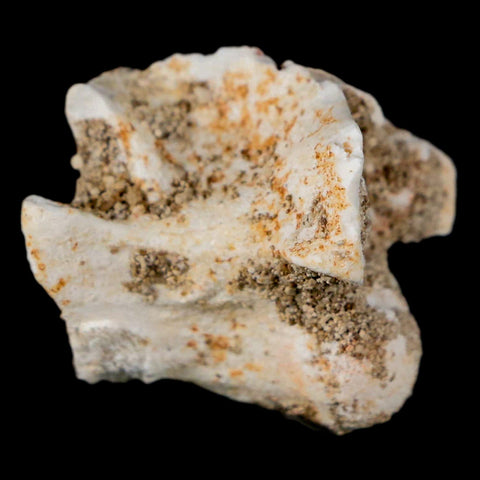 0.9" Palaeophis Magrebianus Sea Snake Vertebra Bone Upper Paleocene Morocco - Fossil Age Minerals