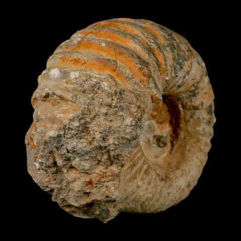 4.2" Acanthoceras Ammonite Fossil Agadir Morocco 360 Million Year Old COA