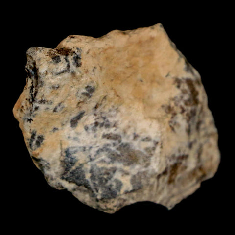 1.4" Tyrannosaurus Rex Fossil Bone Dinosaur Lance Creek Formation Wyoming COA