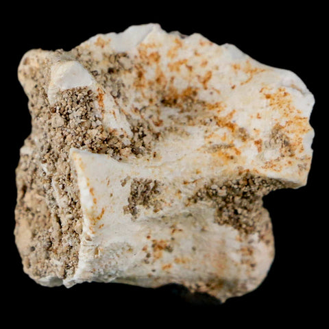 0.9" Palaeophis Magrebianus Sea Snake Vertebra Bone Upper Paleocene Morocco - Fossil Age Minerals