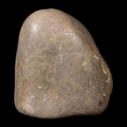 1.3" Sauropod Dinosaur Stomach Stone Gastrolith Rock Gizzard Stone COA