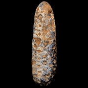 XXL 3" Fossil Pine Cone Equicalastrobus Replaced By Agate Eocene Age Seeds Fruit