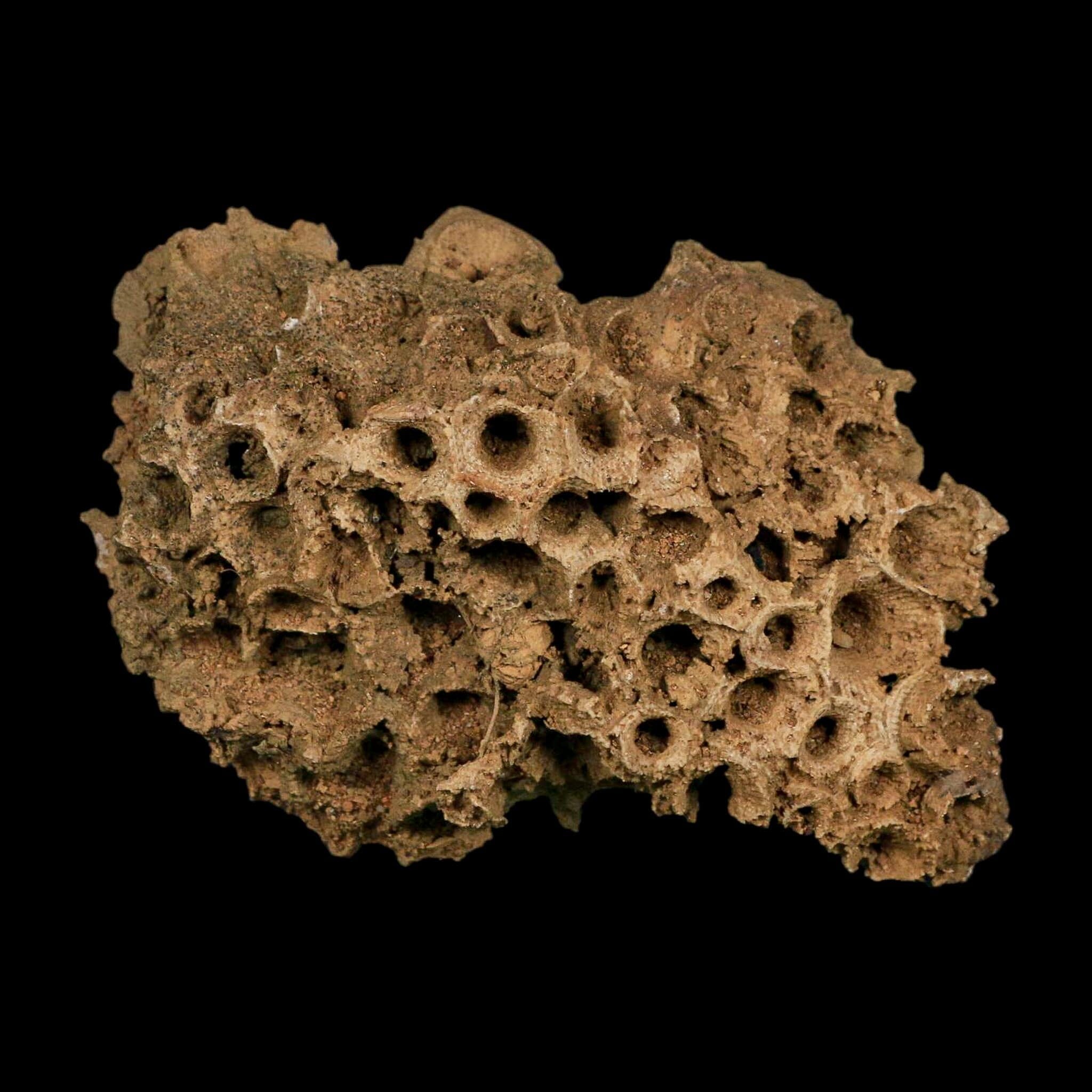 4.3" Colonial Rugose Coral Fossil Devonian Age Speed Quarry, Clark County, Indiana - Fossil Age Minerals