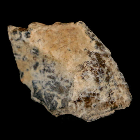 1.4" Tyrannosaurus Rex Fossil Bone Dinosaur Lance Creek Formation Wyoming COA