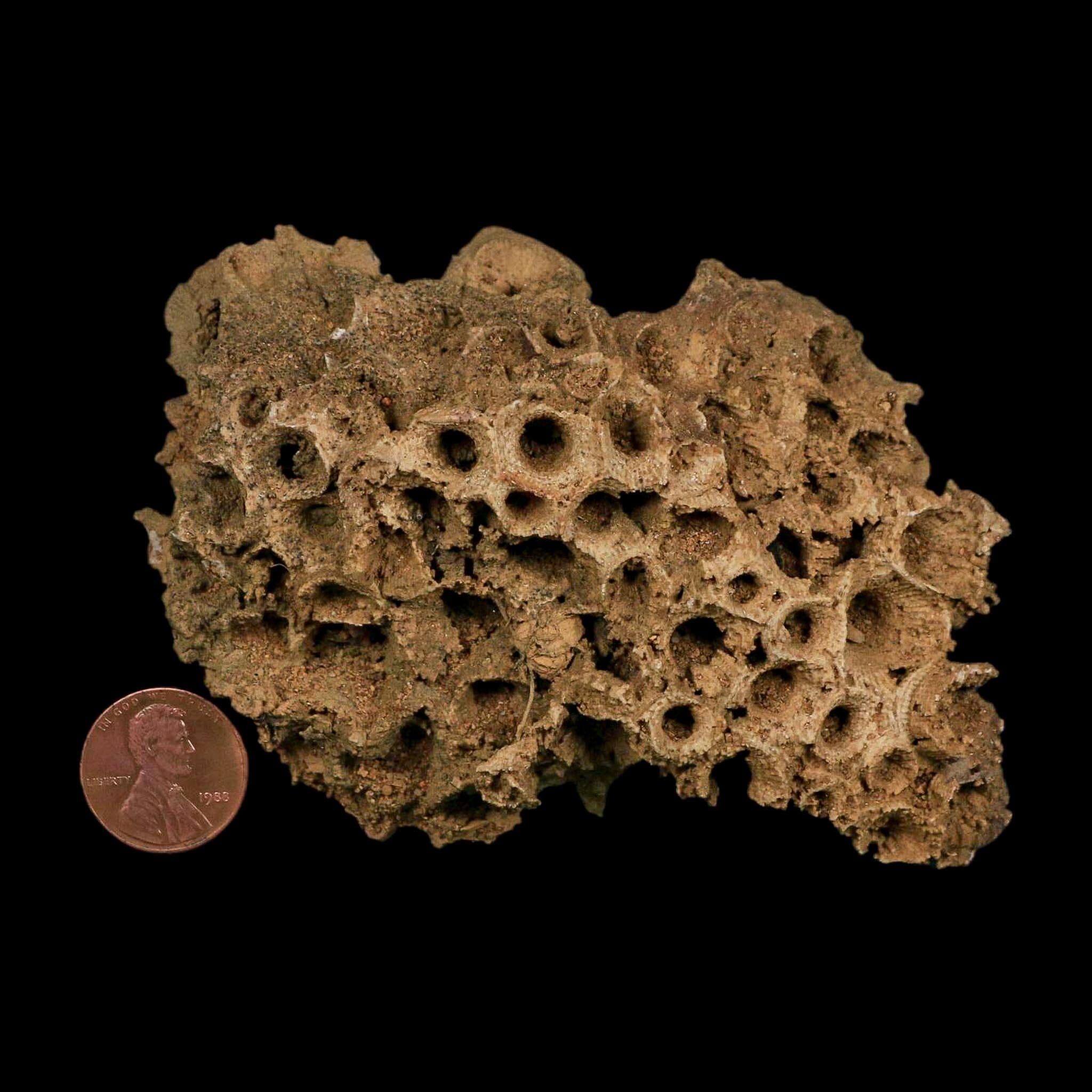 4.3" Colonial Rugose Coral Fossil Devonian Age Speed Quarry, Clark County, Indiana - Fossil Age Minerals