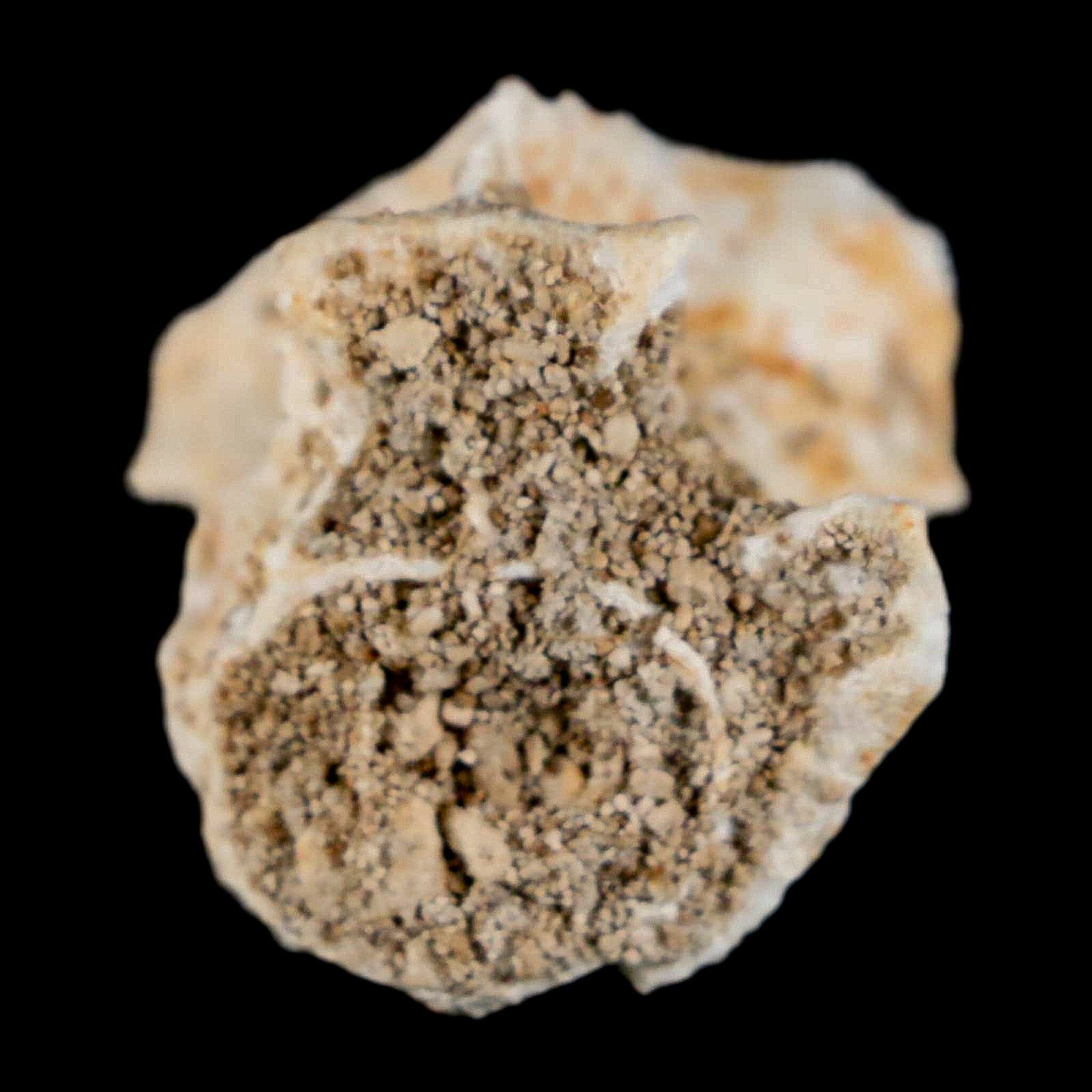 0.9" Palaeophis Magrebianus Sea Snake Vertebra Bone Upper Paleocene Morocco - Fossil Age Minerals
