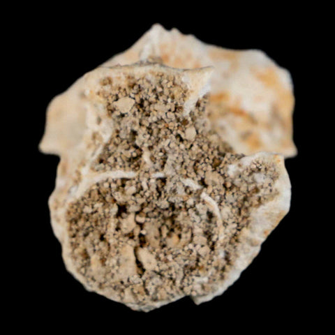 0.9" Palaeophis Magrebianus Sea Snake Vertebra Bone Upper Paleocene Morocco - Fossil Age Minerals