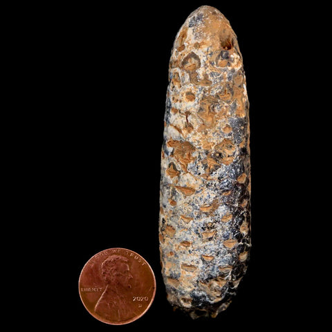 XXL 3" Fossil Pine Cone Equicalastrobus Replaced By Agate Eocene Age Seeds Fruit - Fossil Age Minerals