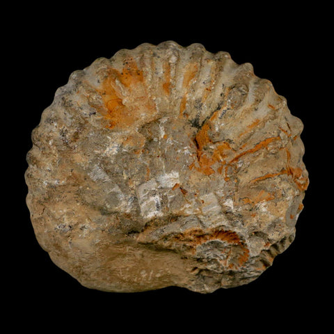 4.2" Acanthoceras Ammonite Fossil Agadir Morocco 360 Million Year Old COA
