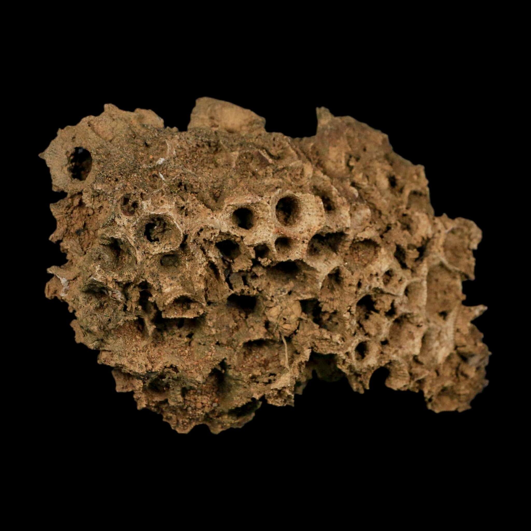 4.3" Colonial Rugose Coral Fossil Devonian Age Speed Quarry, Clark County, Indiana - Fossil Age Minerals