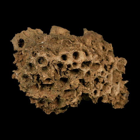 4.3" Colonial Rugose Coral Fossil Devonian Age Speed Quarry, Clark County, Indiana - Fossil Age Minerals