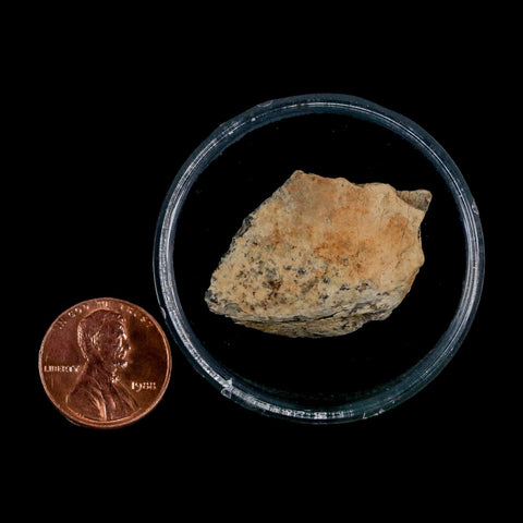 1.4" Tyrannosaurus Rex Fossil Bone Dinosaur Lance Creek Formation Wyoming COA