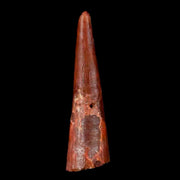 0.9" Pterosaur Coloborhynchus Fossil Tooth Upper Cretaceous Morocco COA & Display